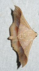 Chilkasa falcata