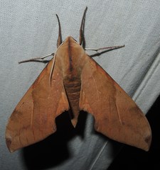 Clanis phalaris