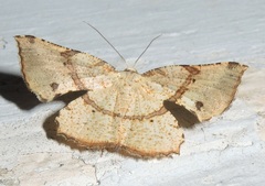 Corymica deducta