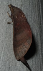 Dendrolimus