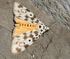 Sommeria marchalii