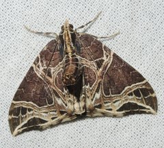Ecliptopera rectilinea