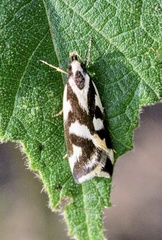 Epithymema incomposita