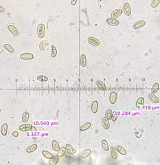 Pseudosperma friabile