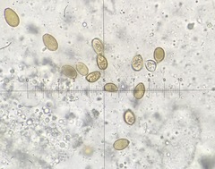 Pseudosperma friabile