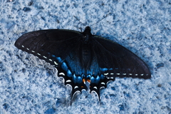 Papilio alexiares garcia