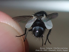 Calyptromyia barbata