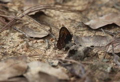 Paramacera xicaque xicaque