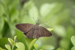 Eudaminae