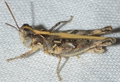 Dociostaurus jagoi occidentalis