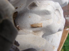 Phaeosaces apocrypta