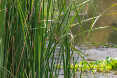 Ploceus manyar