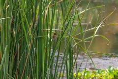 Ploceus manyar