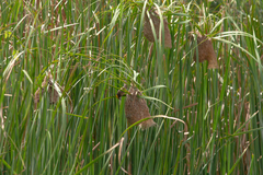 Ploceus manyar