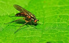 Dolichopus ungulatus