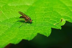 Dolichopus ungulatus