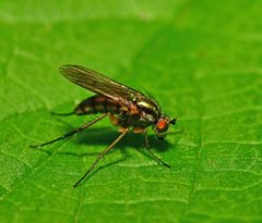 Dolichopus ungulatus