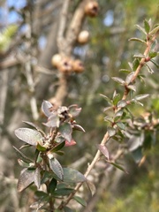 Leptospermum squarrosum