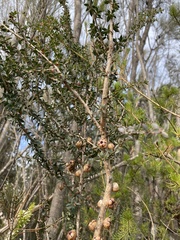 Leptospermum squarrosum