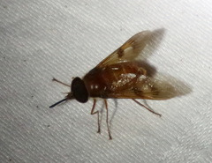 Copidapha quadrimacula