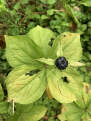 Paris quadrifolia