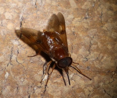 Copidapha quadrimacula