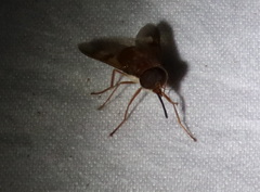 Copidapha quadrimacula