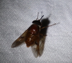 Copidapha quadrimacula