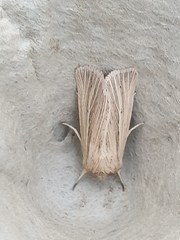 Mythimna pallens