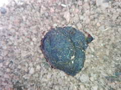 Semnopithecus priam thersites