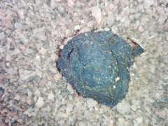 Semnopithecus priam thersites