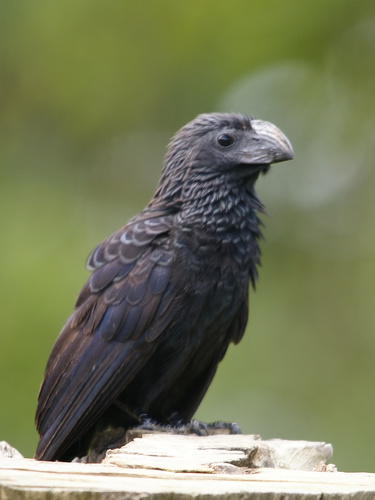 Groove-billed Ani, photo 5 of 7