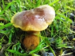 Boletus sensibilis