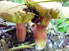 Boletus sensibilis