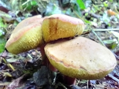 Boletus sensibilis