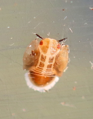Diaphorina