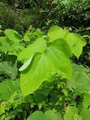 Pueraria montana lobata