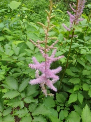 Astilbe rubra