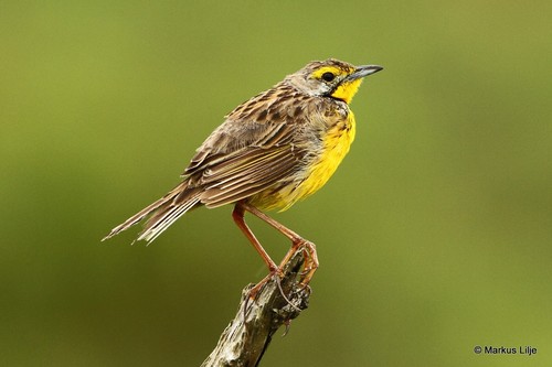Yellow-throated Longclaw