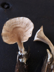Microporellus obovatus