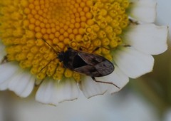 Trapezonotus ullrichi