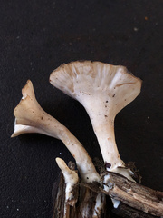 Microporellus obovatus