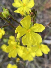 Hibbertia cistiflora