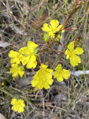 Hibbertia cistiflora