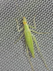 Oecanthus exclamationis