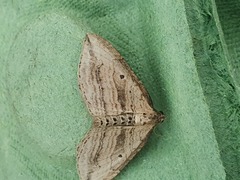 Orthonama vittata