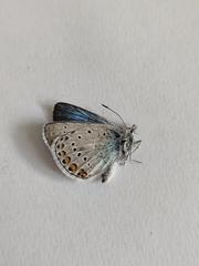 Polyommatus amandus