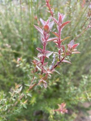 Leptospermum squarrosum