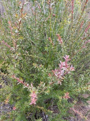 Leptospermum squarrosum