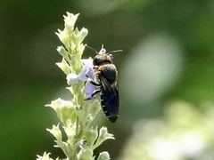 Megachile faceta